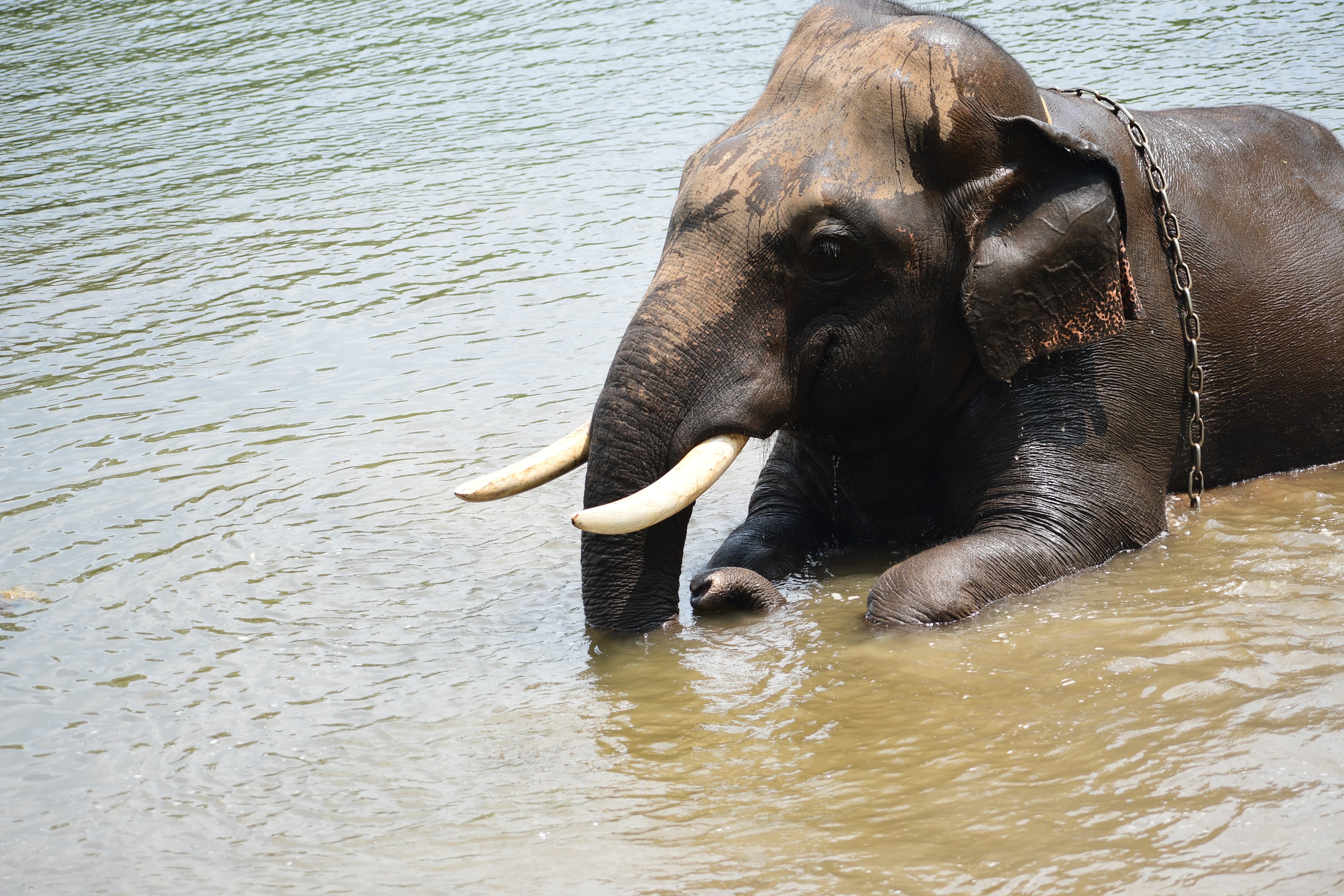 Elephant Bath in the River