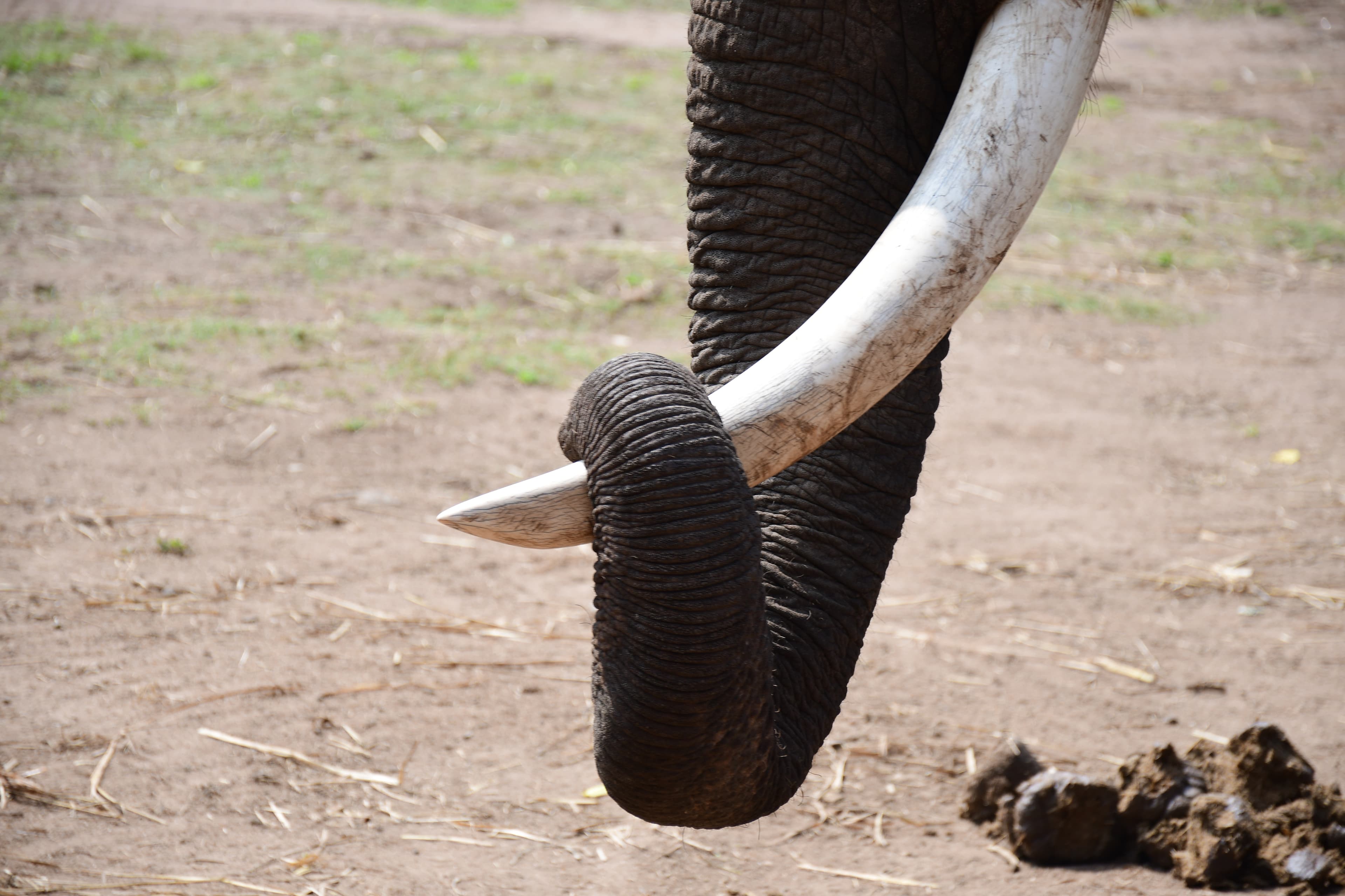 Elephant Tusk Close-Up