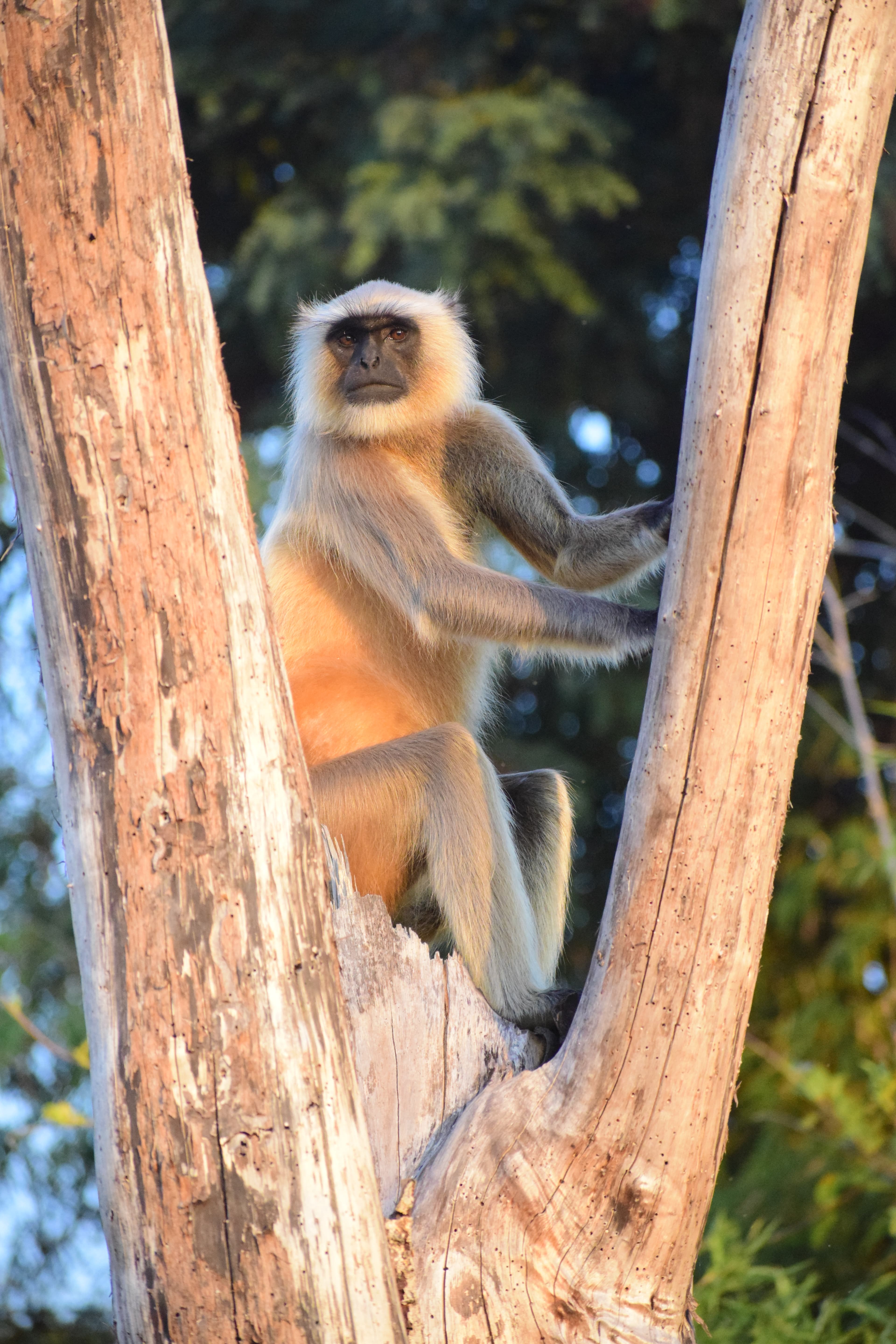 Langur on Fallen Timber