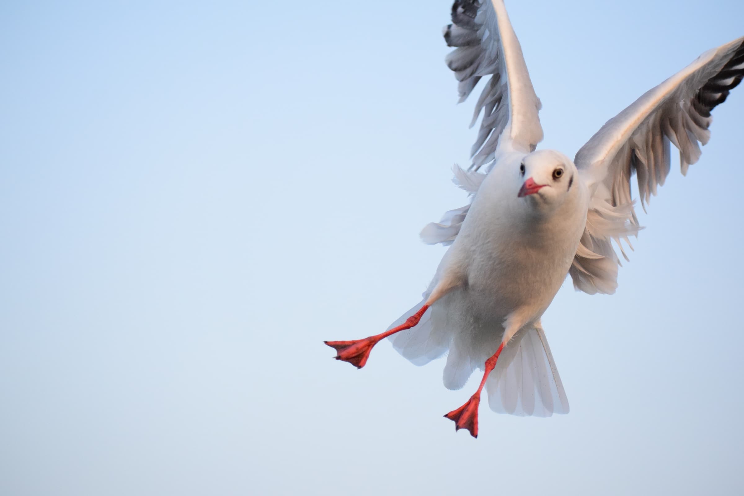 Seagull Banking in Flight