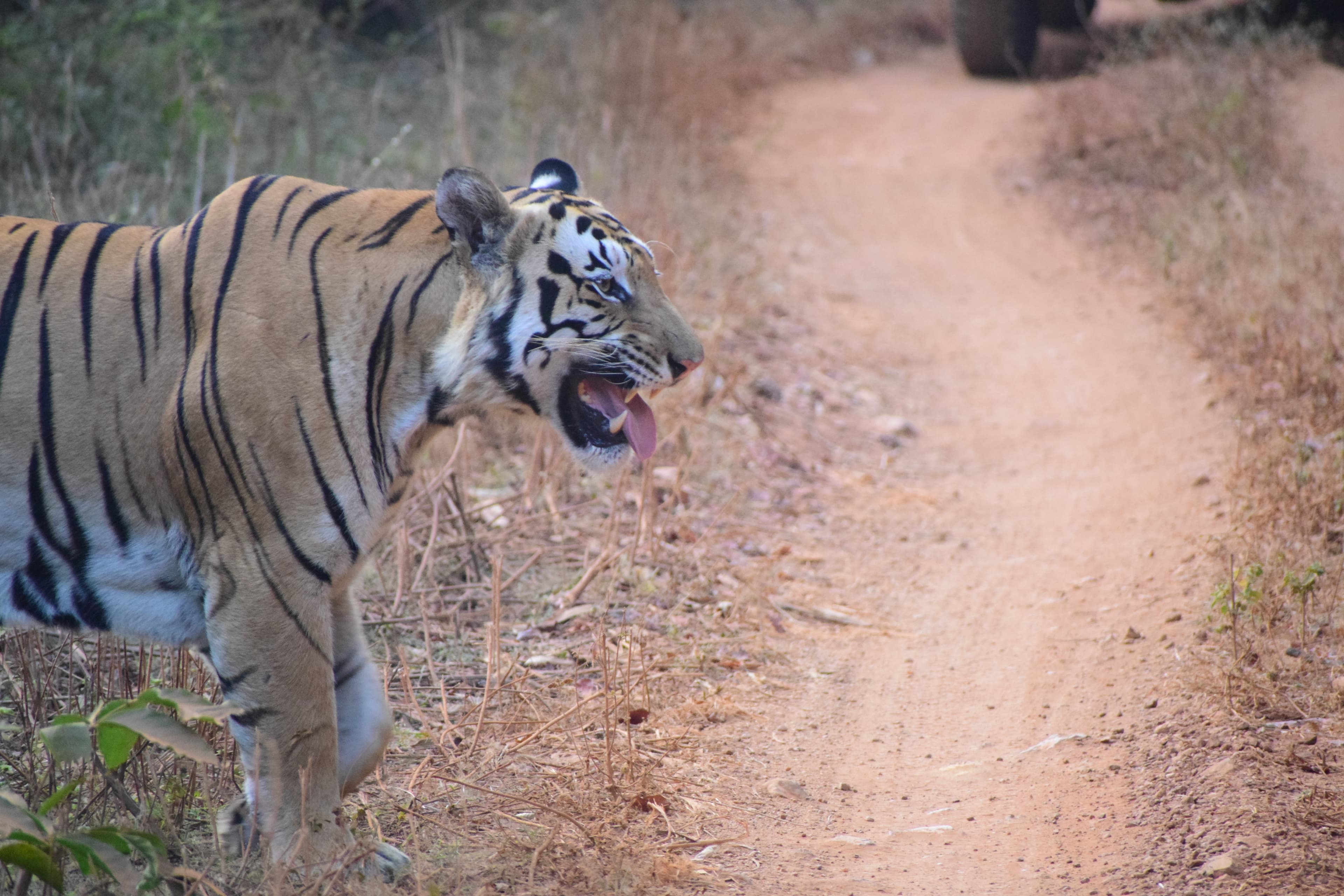 Tiger Crossing the Forest Track
