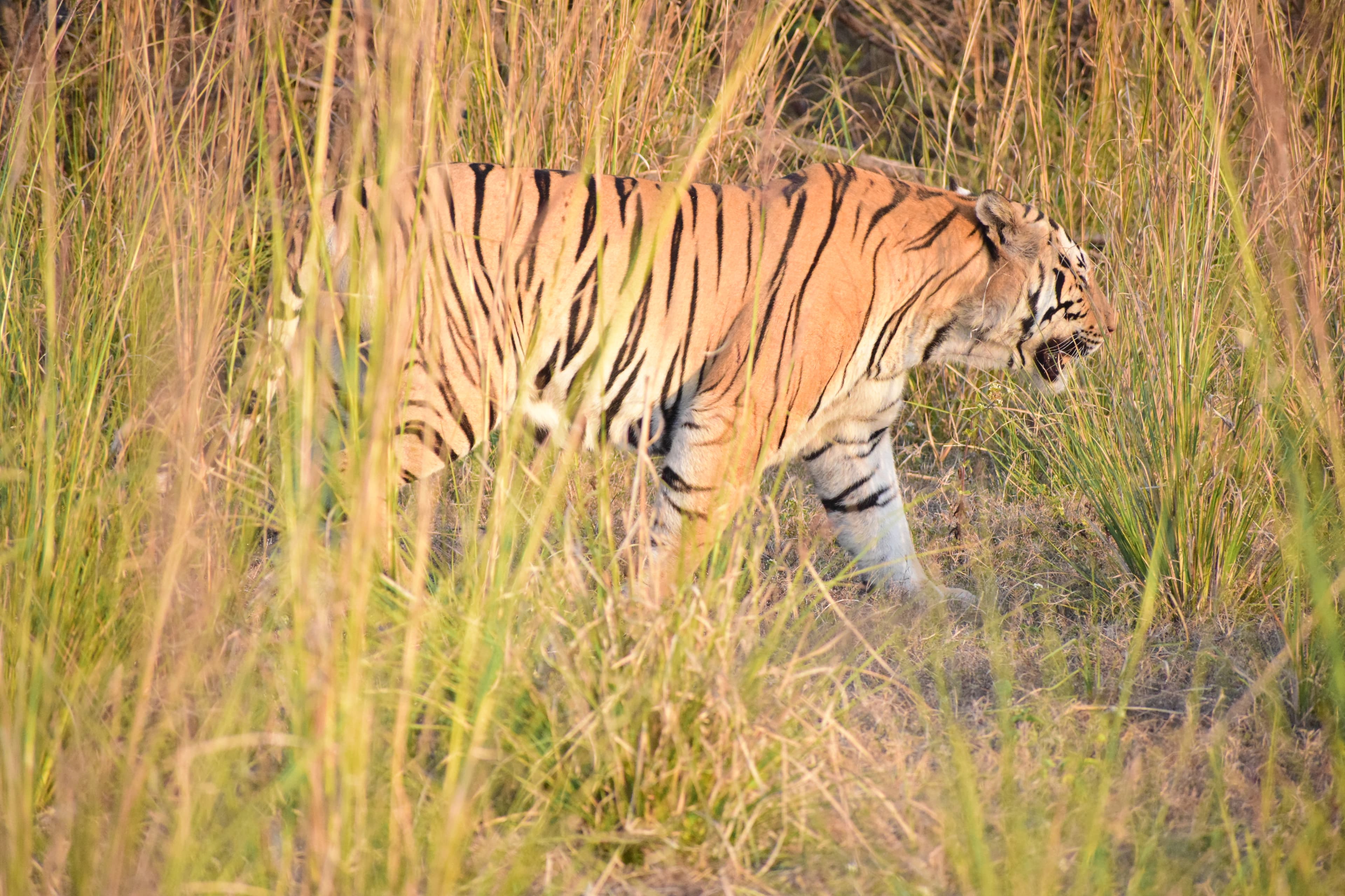 Tiger in Tall Grass